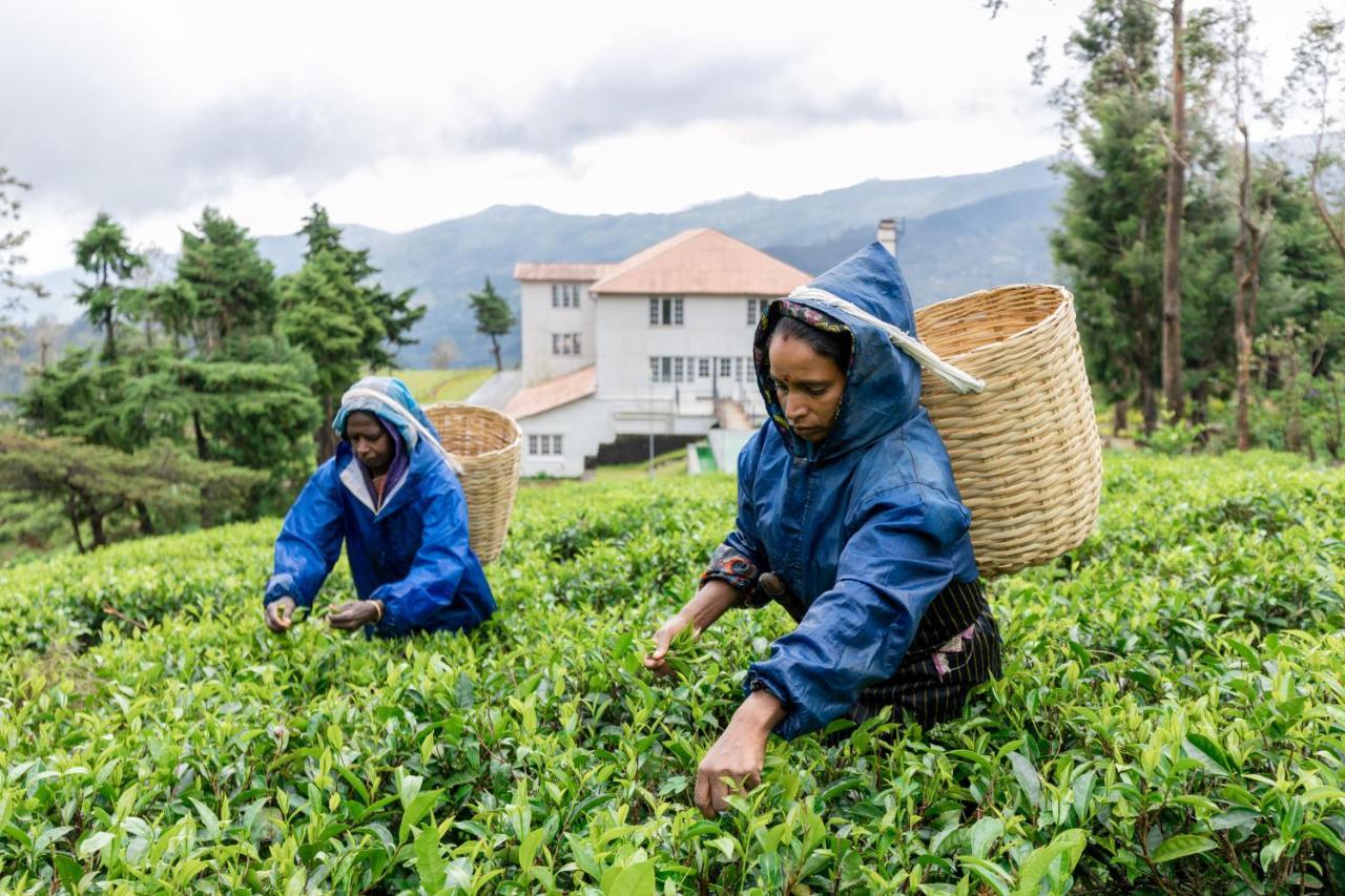 Tea And Experience Factory - Thema Collection Hotel Mandaran Newara Buitenkant foto